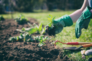 Gardener planting a seedling